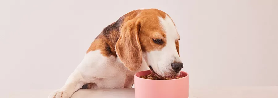 Dog food causing sales seizures